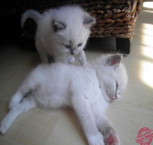 Jeux de chatons - Chatterie Ragdolls du Val de Beauvoir